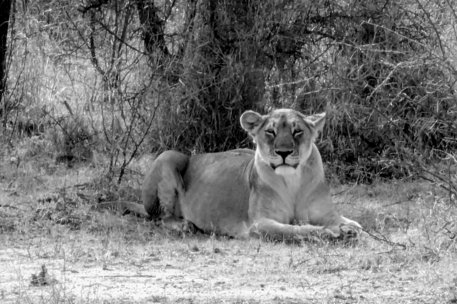 Untitled (900 x 600 px) (1).png